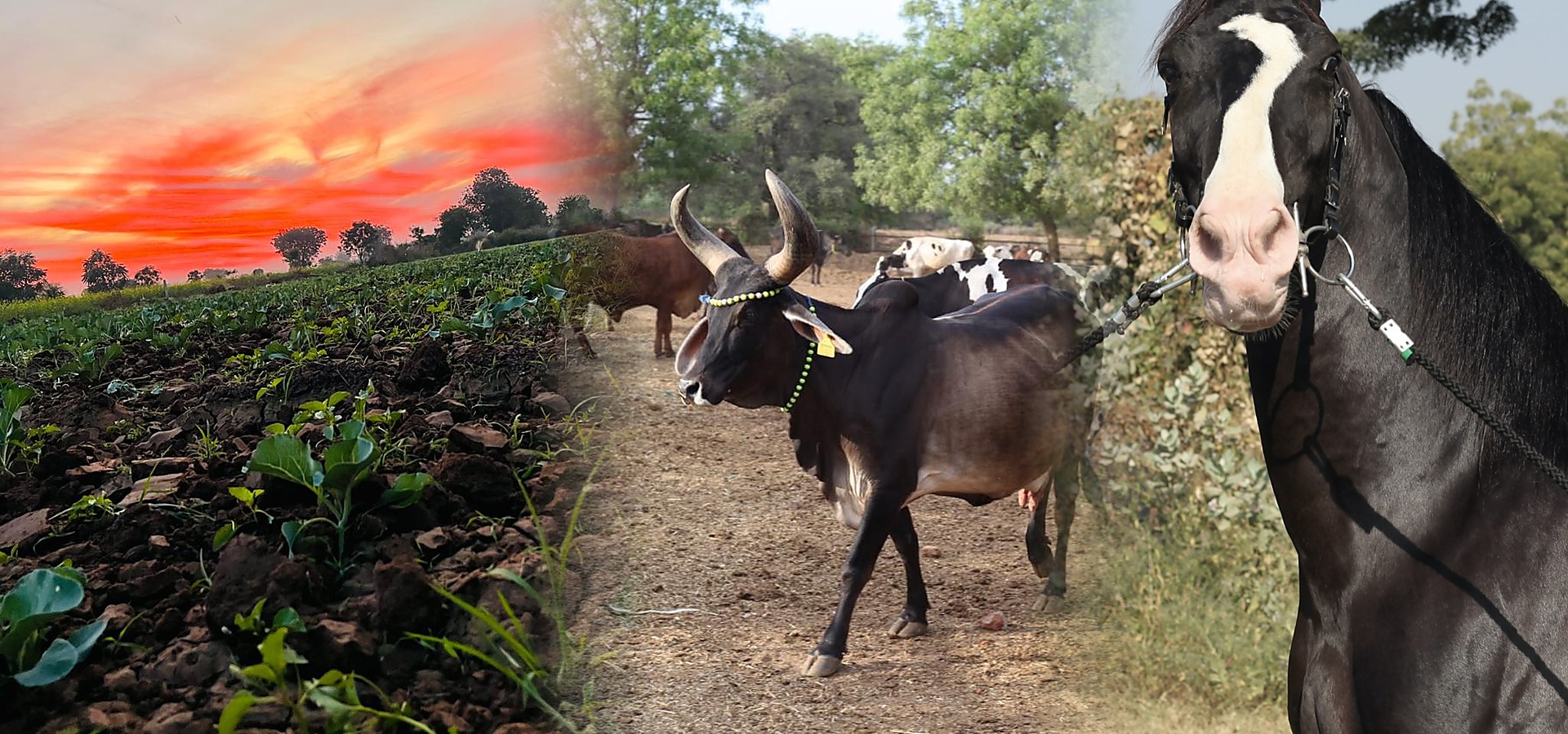 Farmland, cattle herd and horse representing Anandlaxmi Group