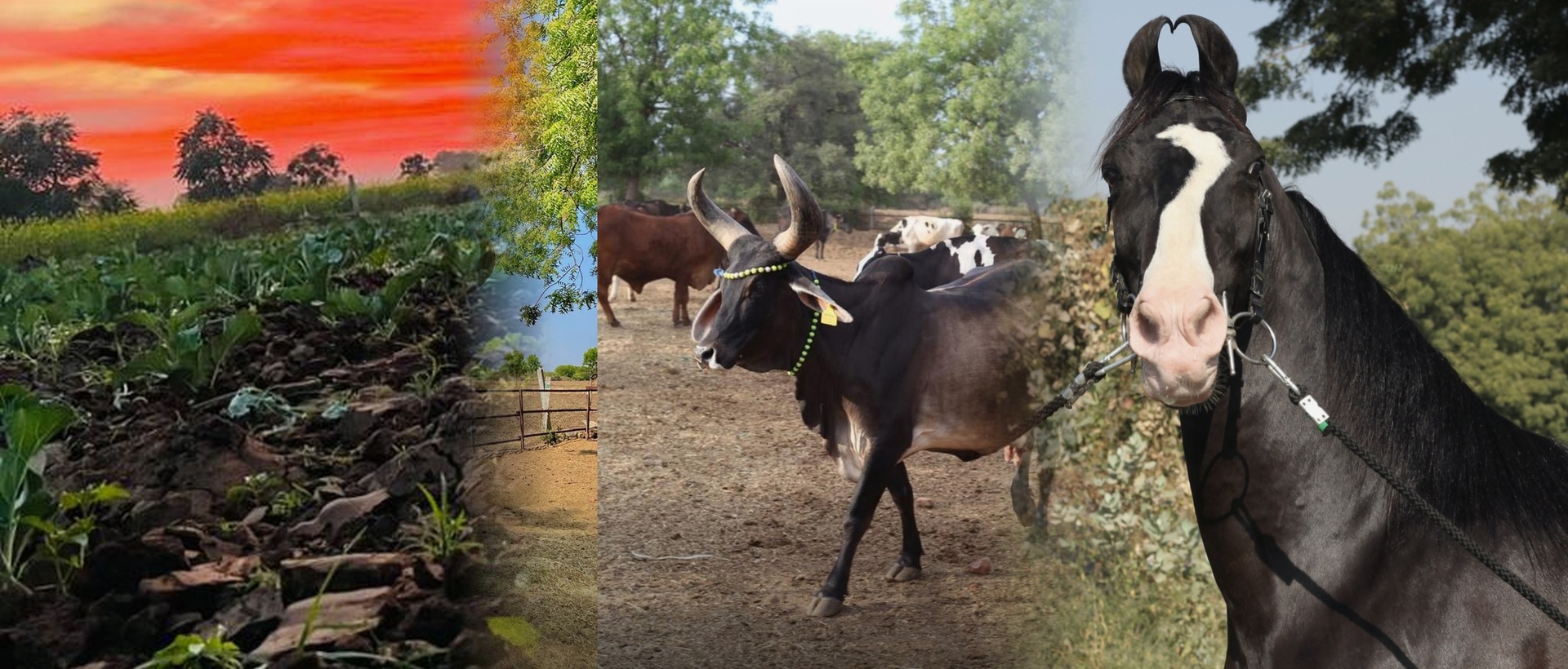 Farmland, cattle herd and horse representing Anandlaxmi Group